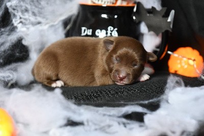 Berger Américain Miniature 