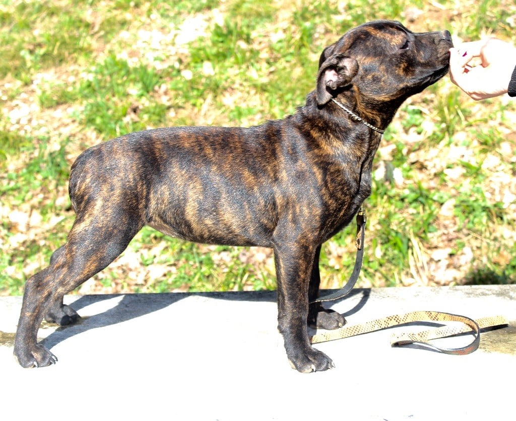 Publication : Du Clan Vincenzo