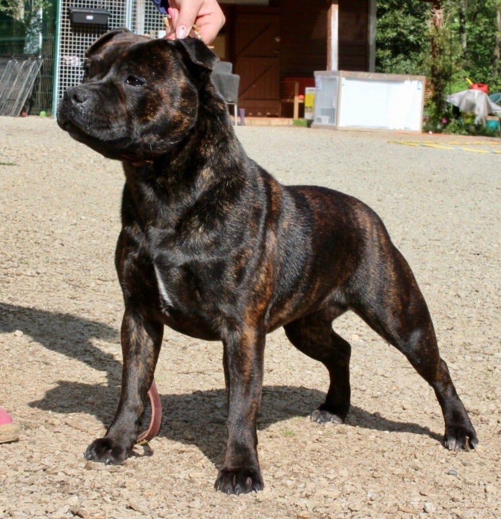 Publication : Du Clan Vincenzo