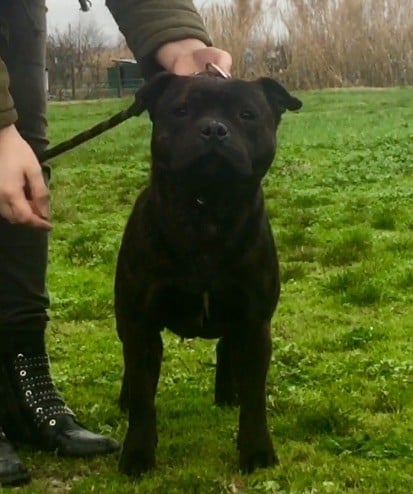 Publication : Du Clan Vincenzo