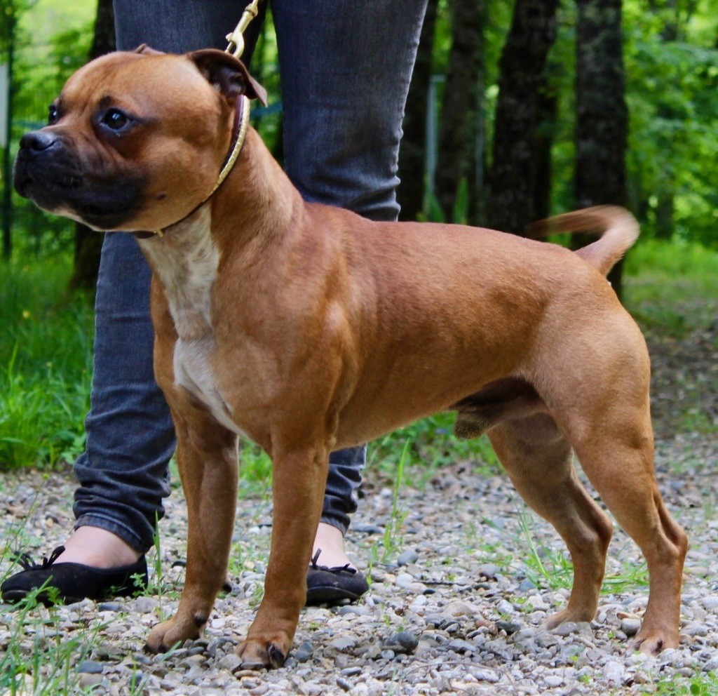 Publication : Du Clan Vincenzo