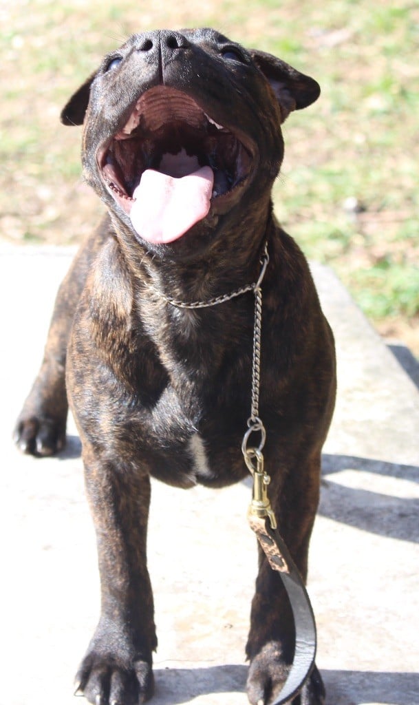 Publication : Du Clan Vincenzo