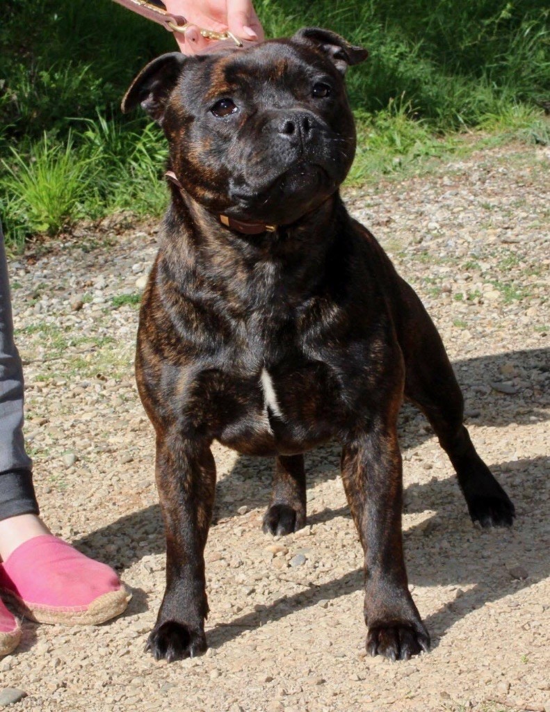 Publication : Du Clan Vincenzo