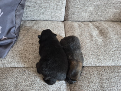 Les chiots de Spitz allemand