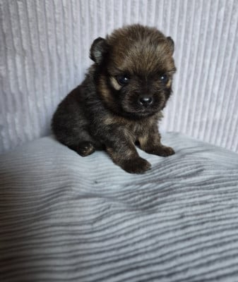 Les chiots de Spitz allemand