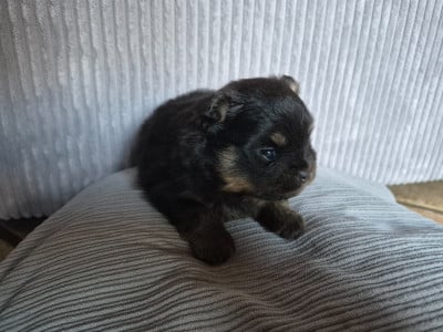 Les chiots de Spitz allemand