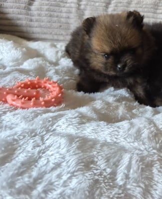 Les chiots de Spitz allemand