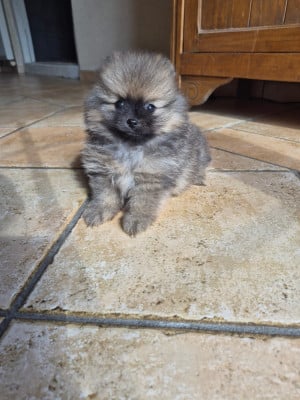 Les chiots de Spitz allemand
