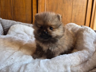 Les chiots de Spitz allemand