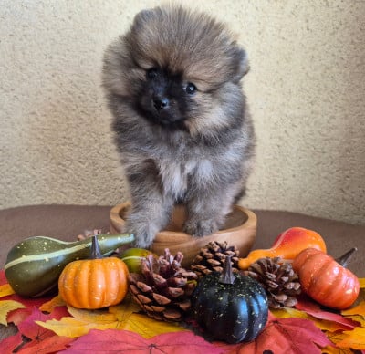 Les chiots de Spitz allemand