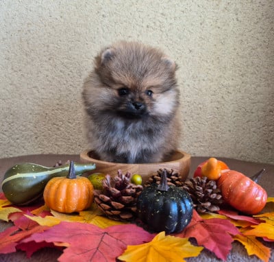 Les chiots de Spitz allemand