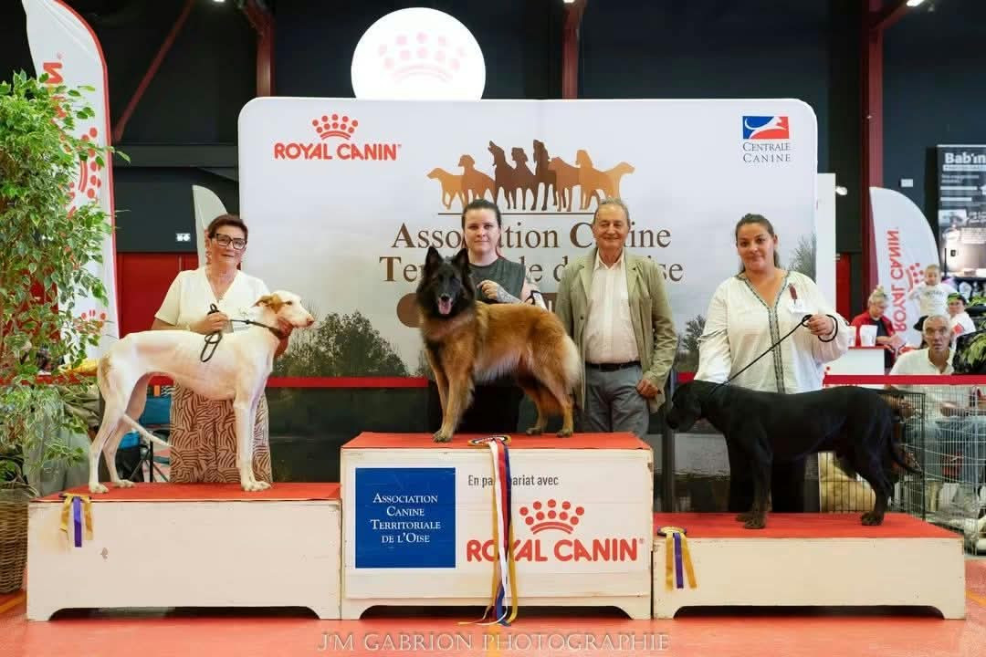 CH. Silja Des Terres D'Yggdrasil - Meilleur chien de travail de l'exposition