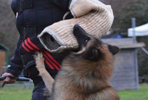 CH. Ibsen du val myrak - Brevet RCI + Niveau 1 RCI validés