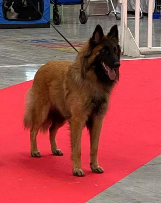 Silja Des Terres D'Yggdrasil - 1ere excellente, meilleure jeune