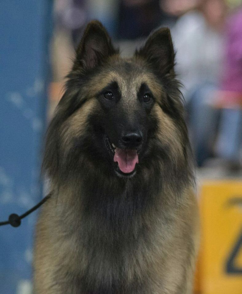 CH. Ibsen du val myrak - 1er excellent, CACL