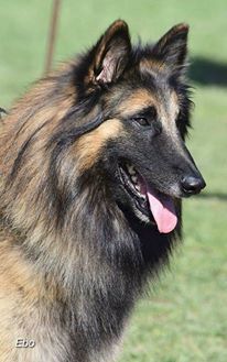 CH. Ibsen du val myrak - 1er excellent classe Travail Certificat Régional, BOB, réserve de BIS