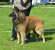 CH. Ibsen du val myrak - 1er excellent classe travail, RCAC