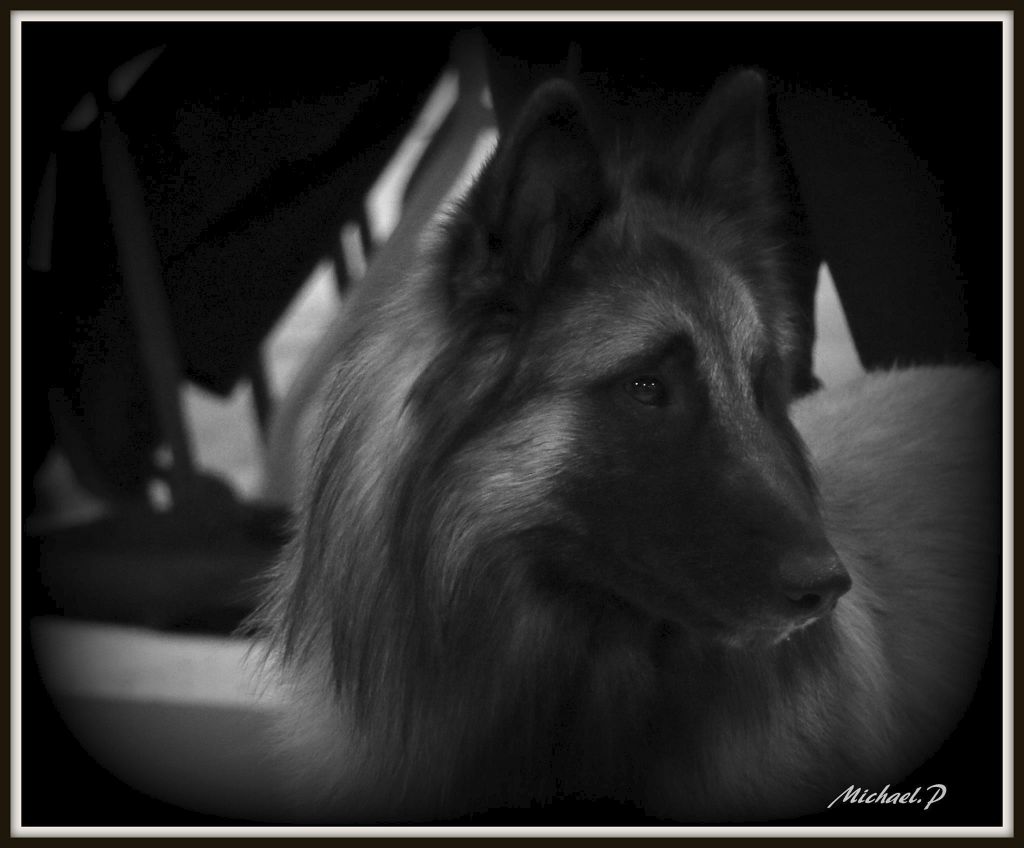 CH. Ibsen du val myrak - CAC, CACIB, Meilleur de race