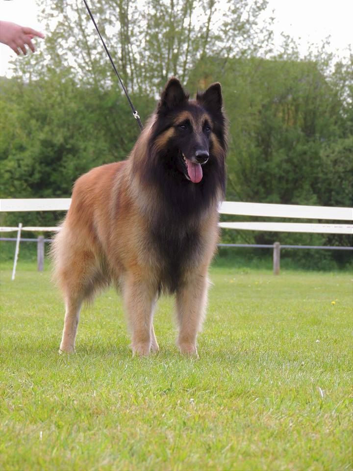 CH. Ibsen du val myrak - 1er excellent classe travail