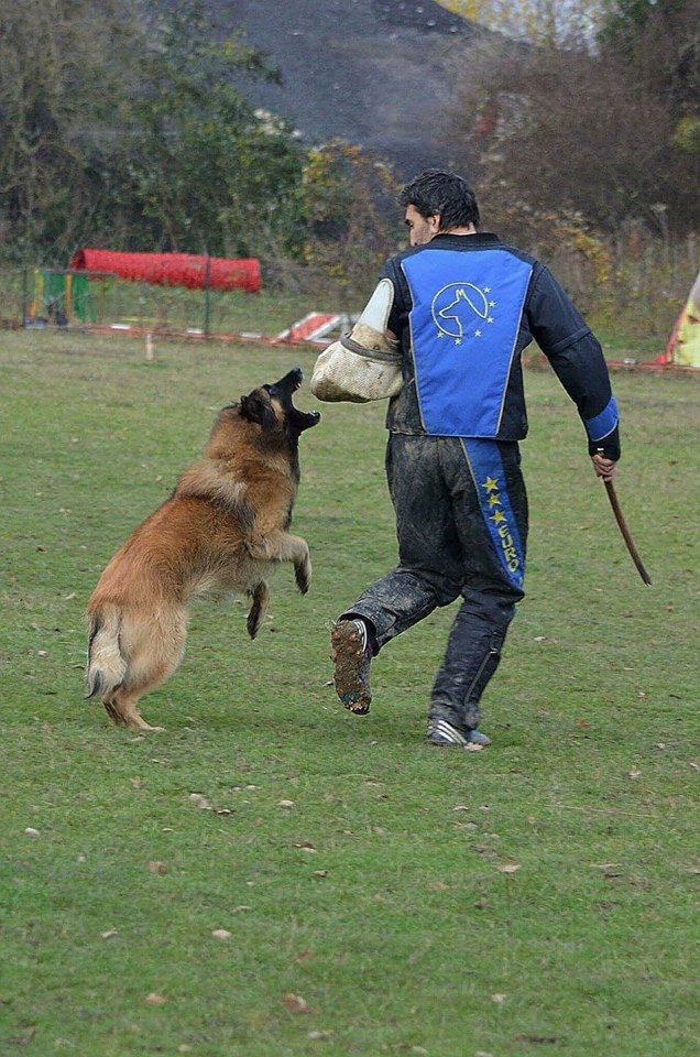 CH. Ibsen du val myrak - FCI 3 validé, RCI 2 validé