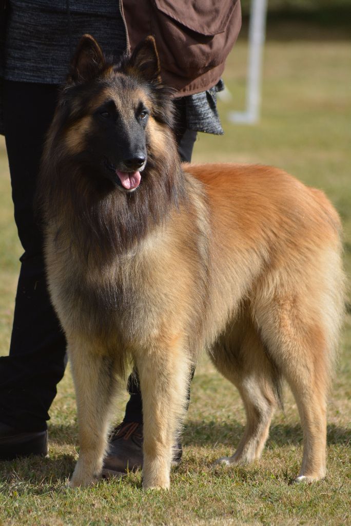 CH. Ibsen du val myrak - 4e excellent en classe travail