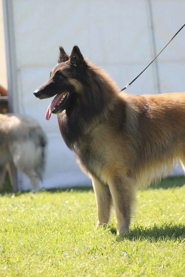 CH. Ibsen du val myrak - 1er excellent classe travail CAC, Meilleur de race