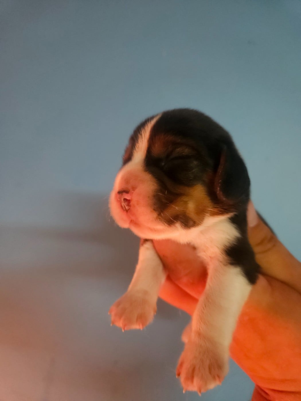 Beagle - Des Courants De La Selle