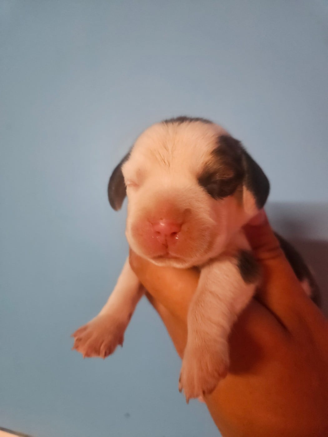 Beagle - Des Courants De La Selle