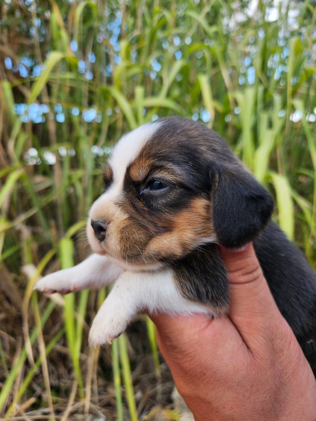 CHIOT 1