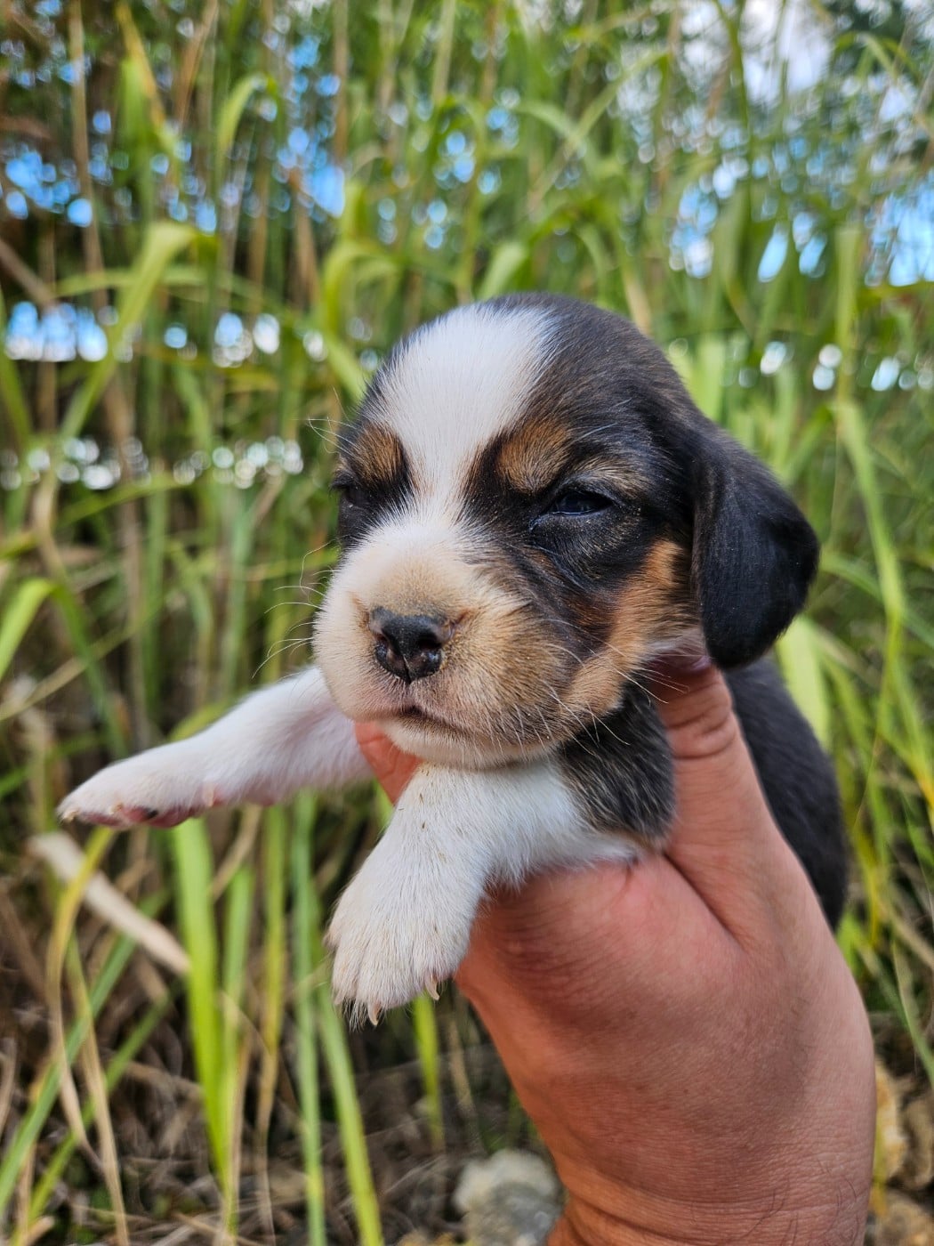 CHIOT 1