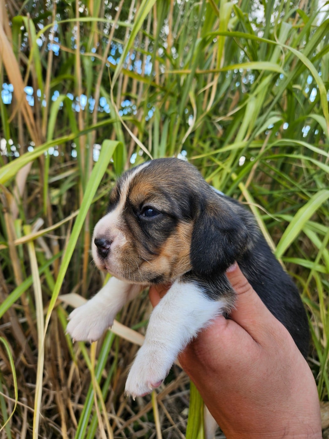 CHIOT 2