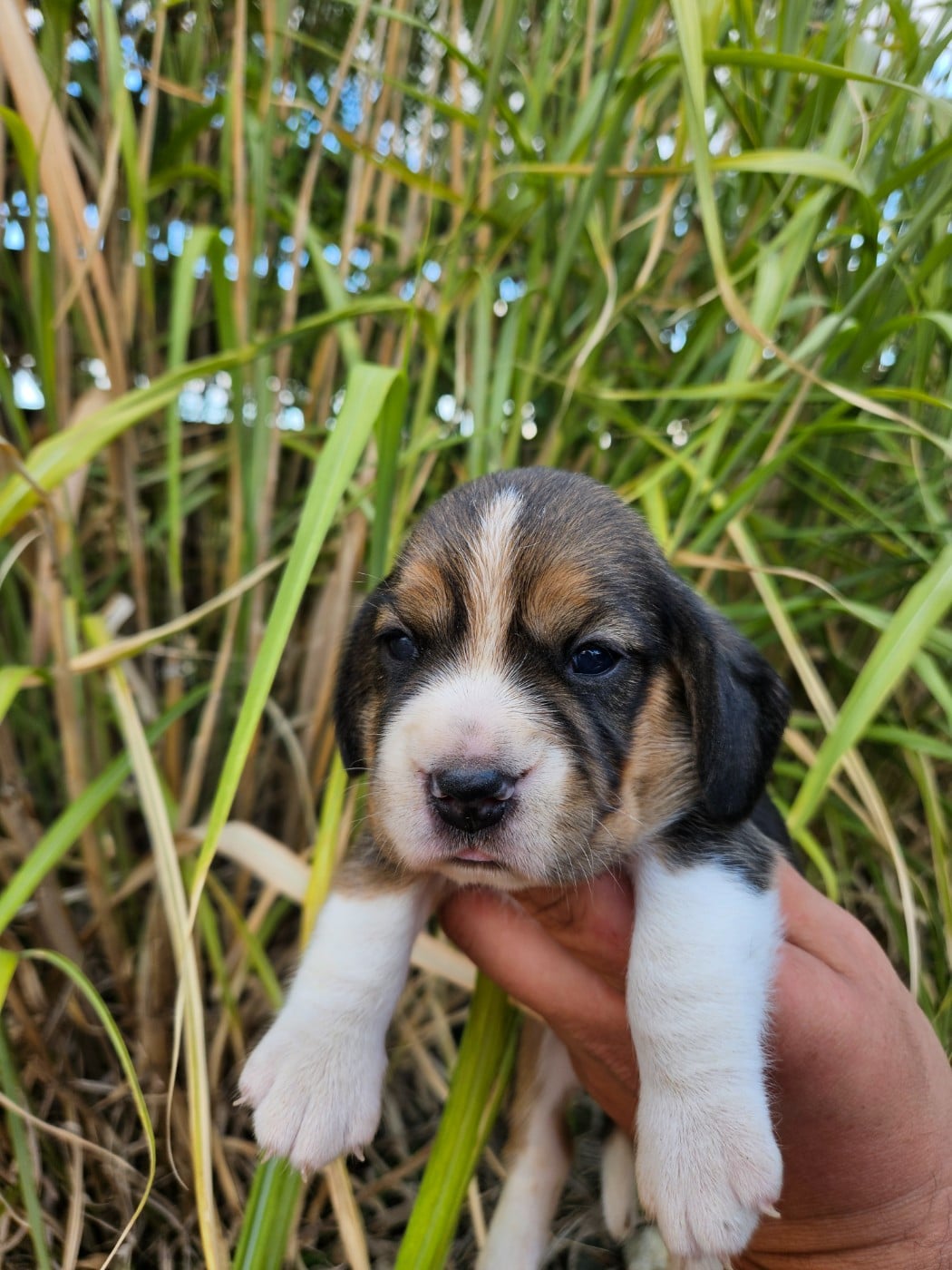 CHIOT 2