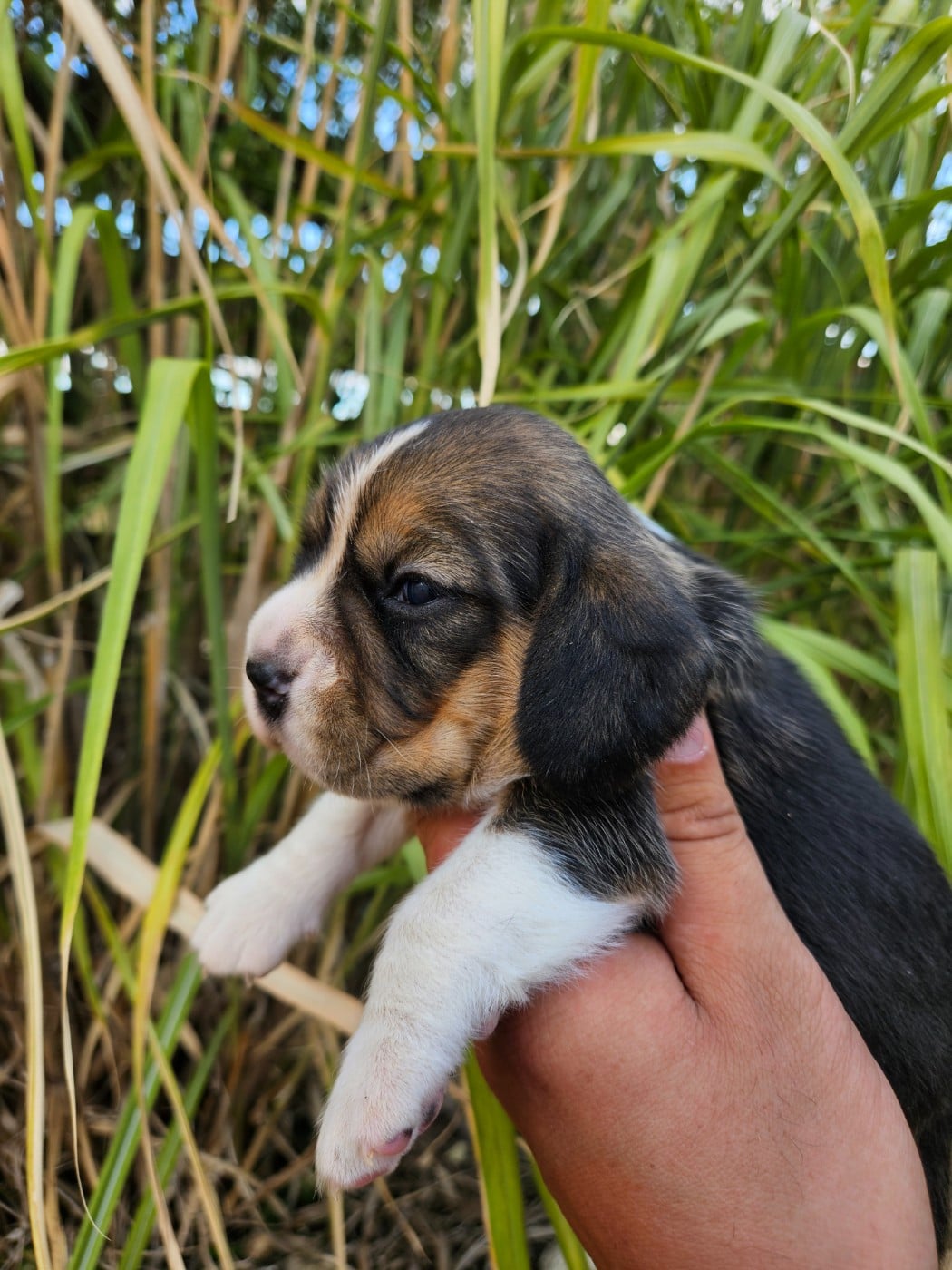 CHIOT 2
