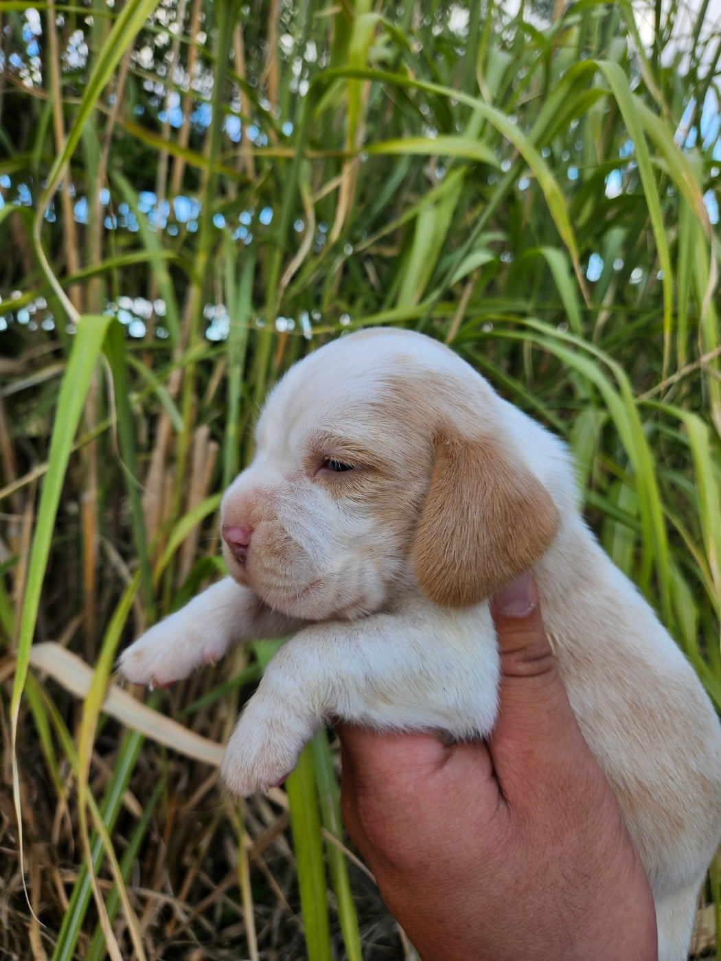 CHIOT 3