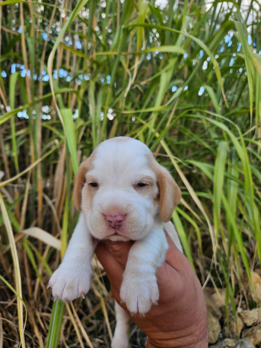 CHIOT 3