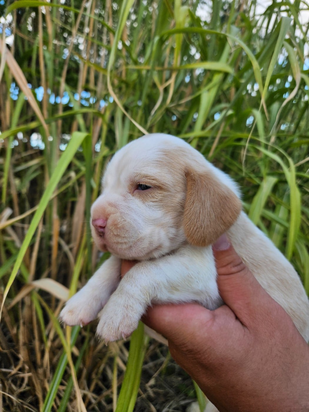 CHIOT 3
