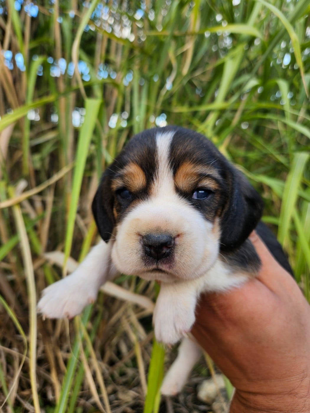 CHIOT 4