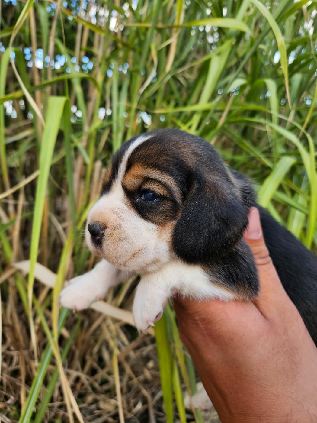 CHIOT 4