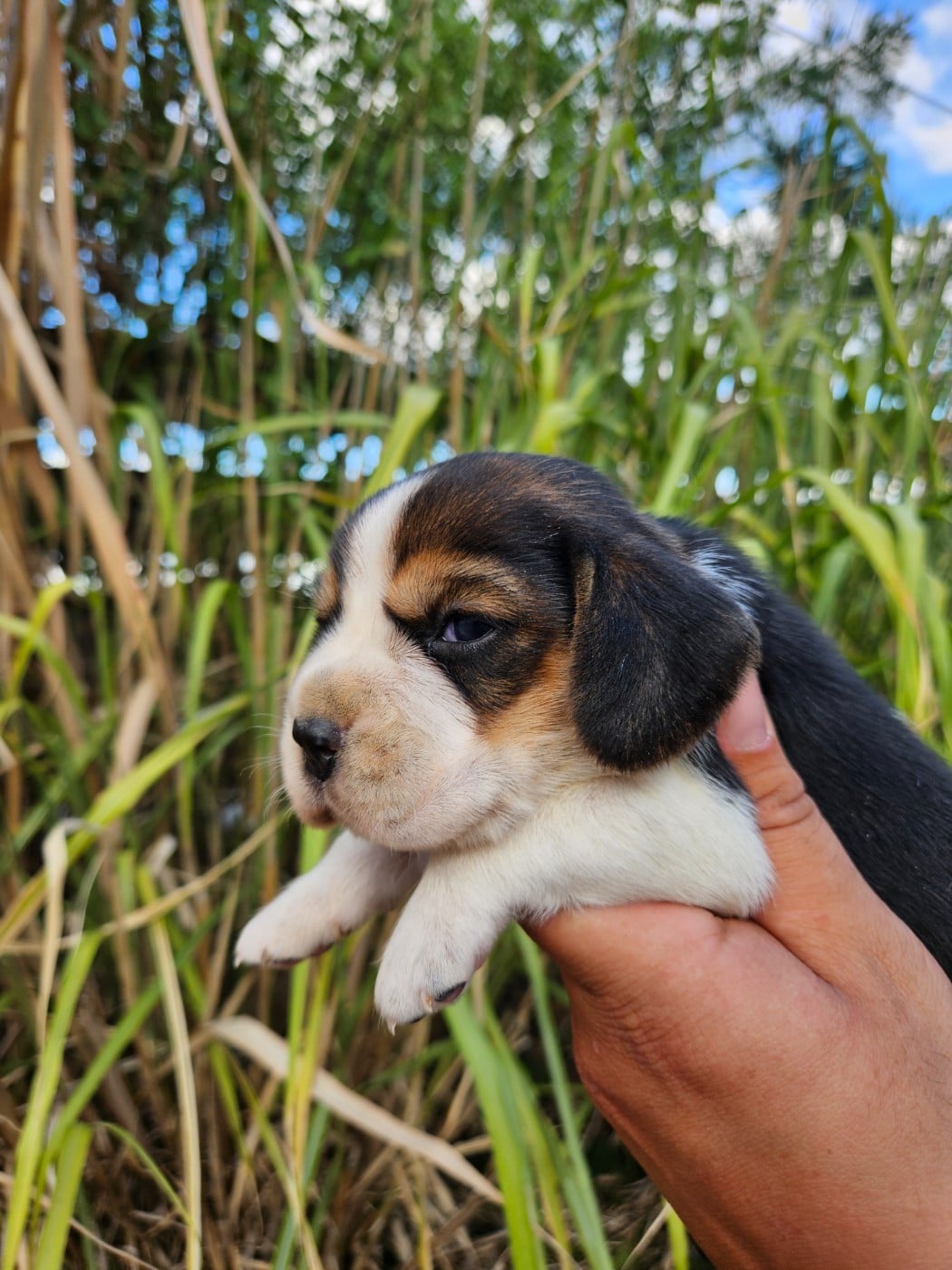 CHIOT 5