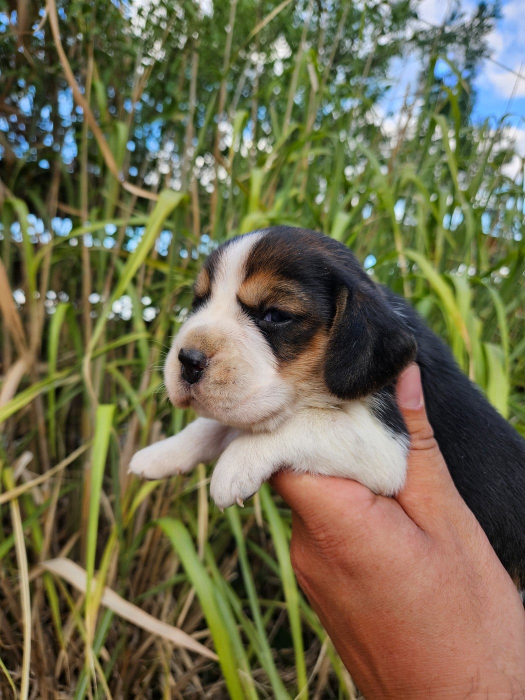 CHIOT 5