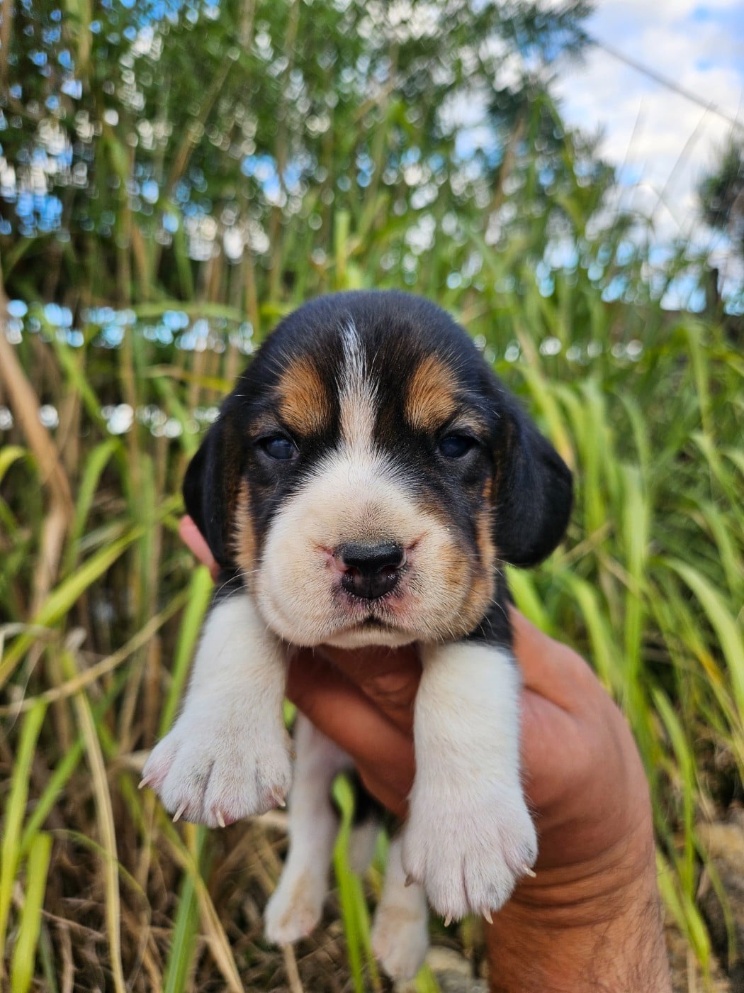 CHIOT 6