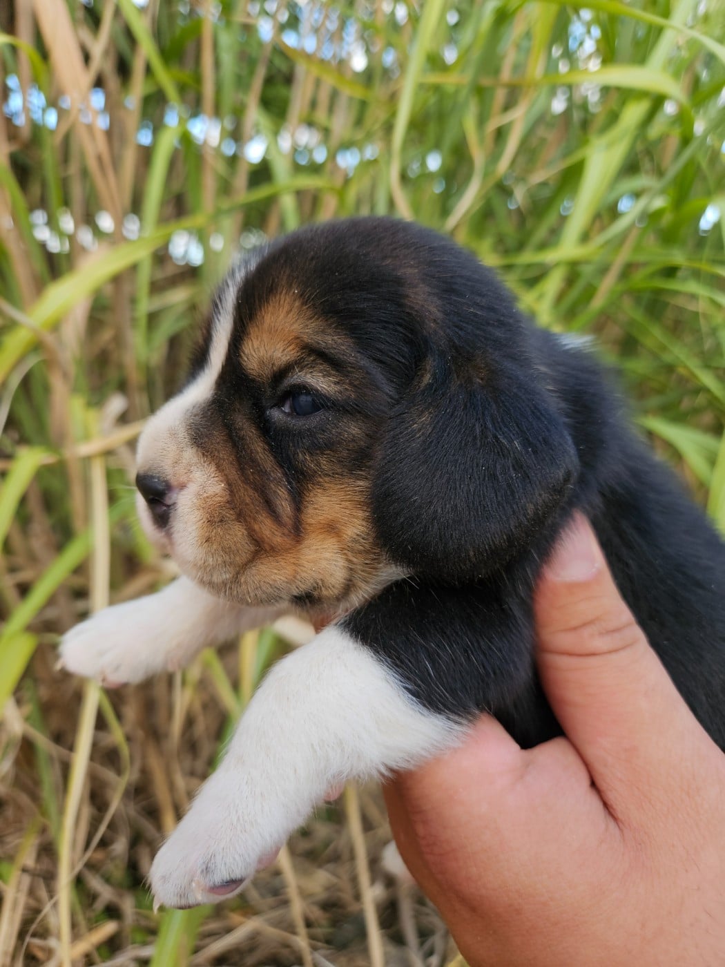 CHIOT 6