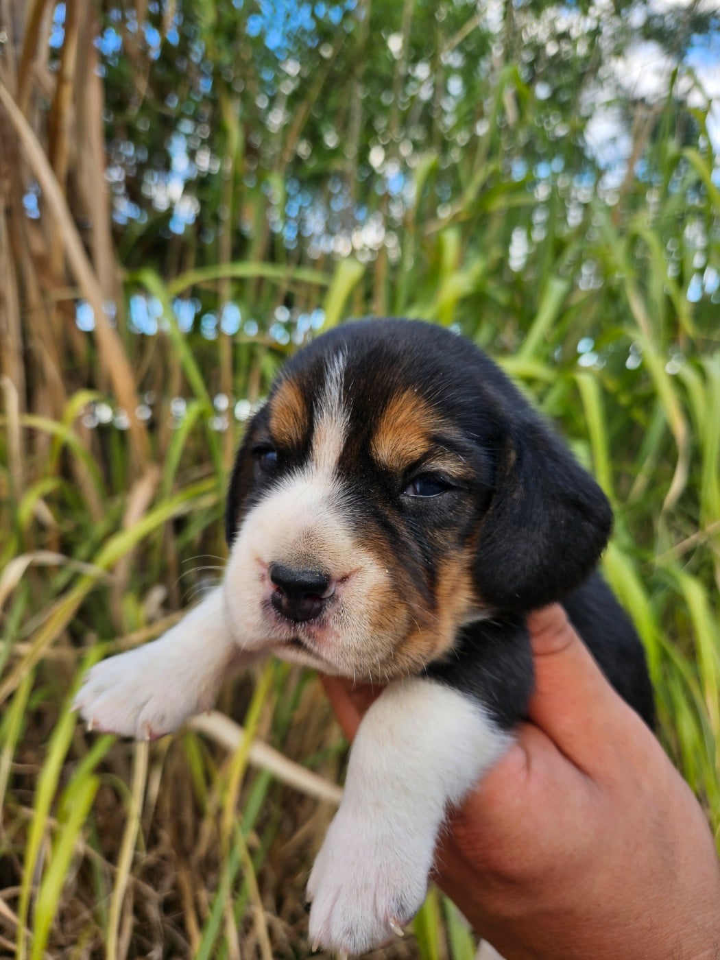 CHIOT 6