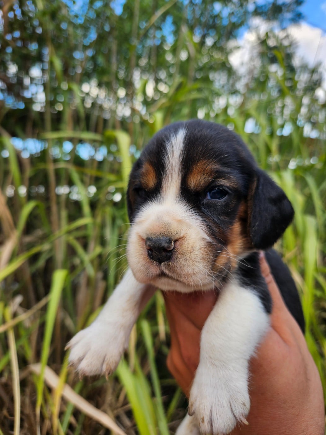 Beagle - Des Courants De La Selle