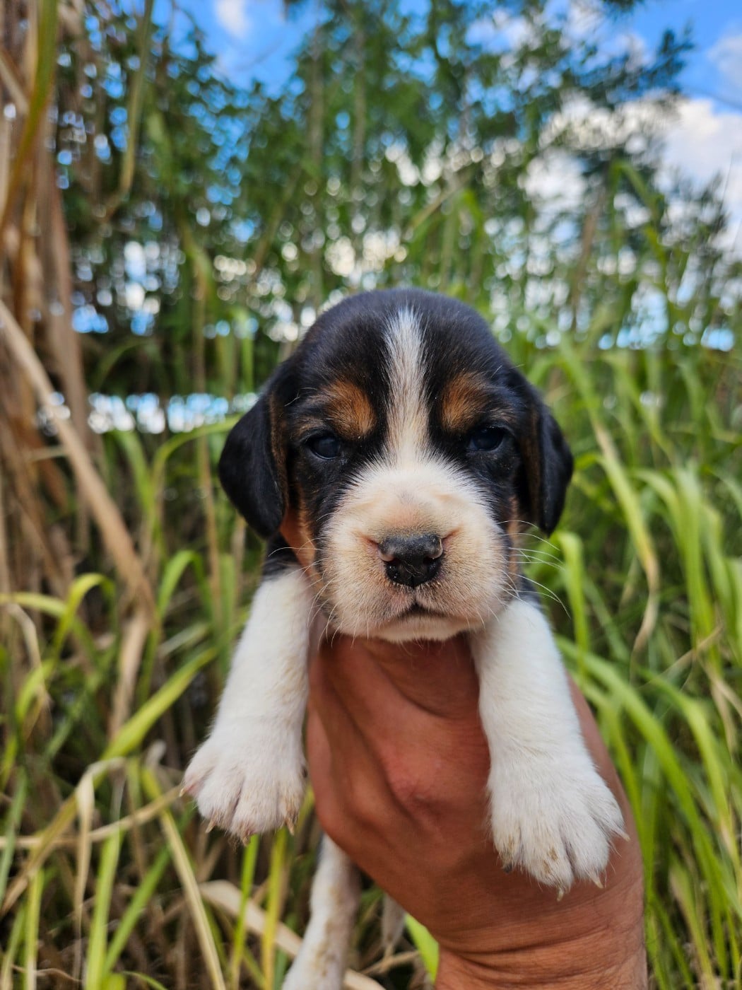 CHIOT 7