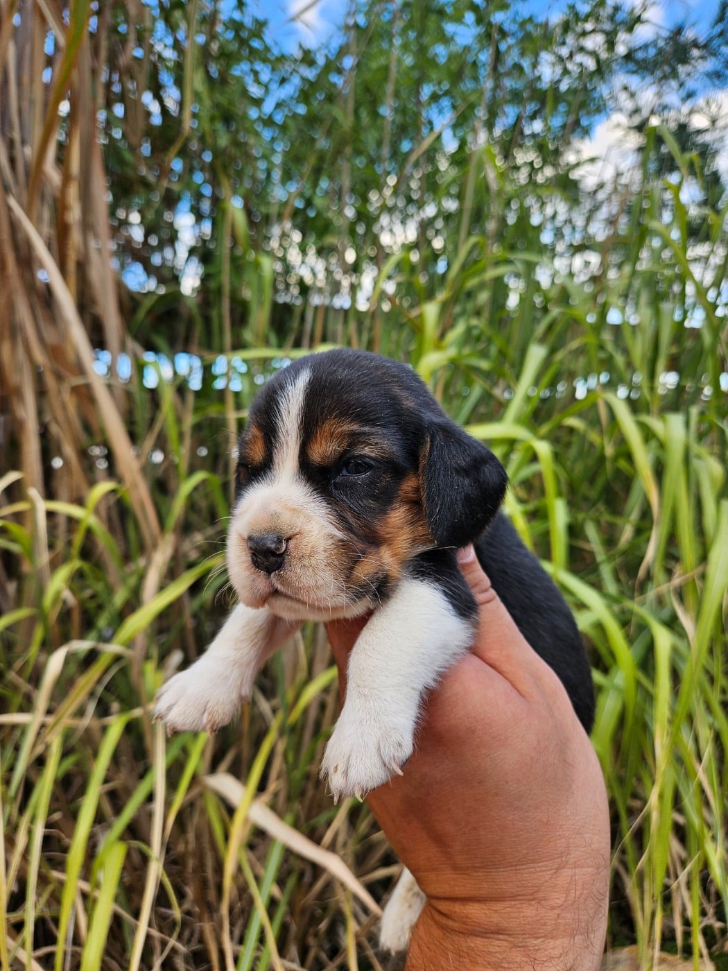 CHIOT 7