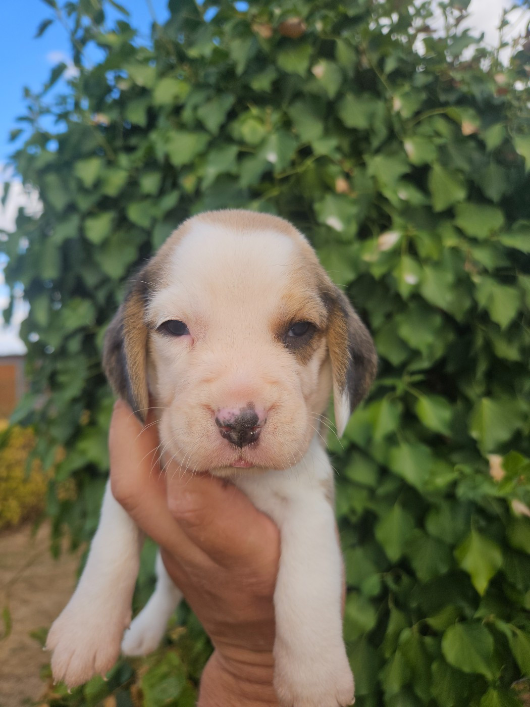 CHIOT 1