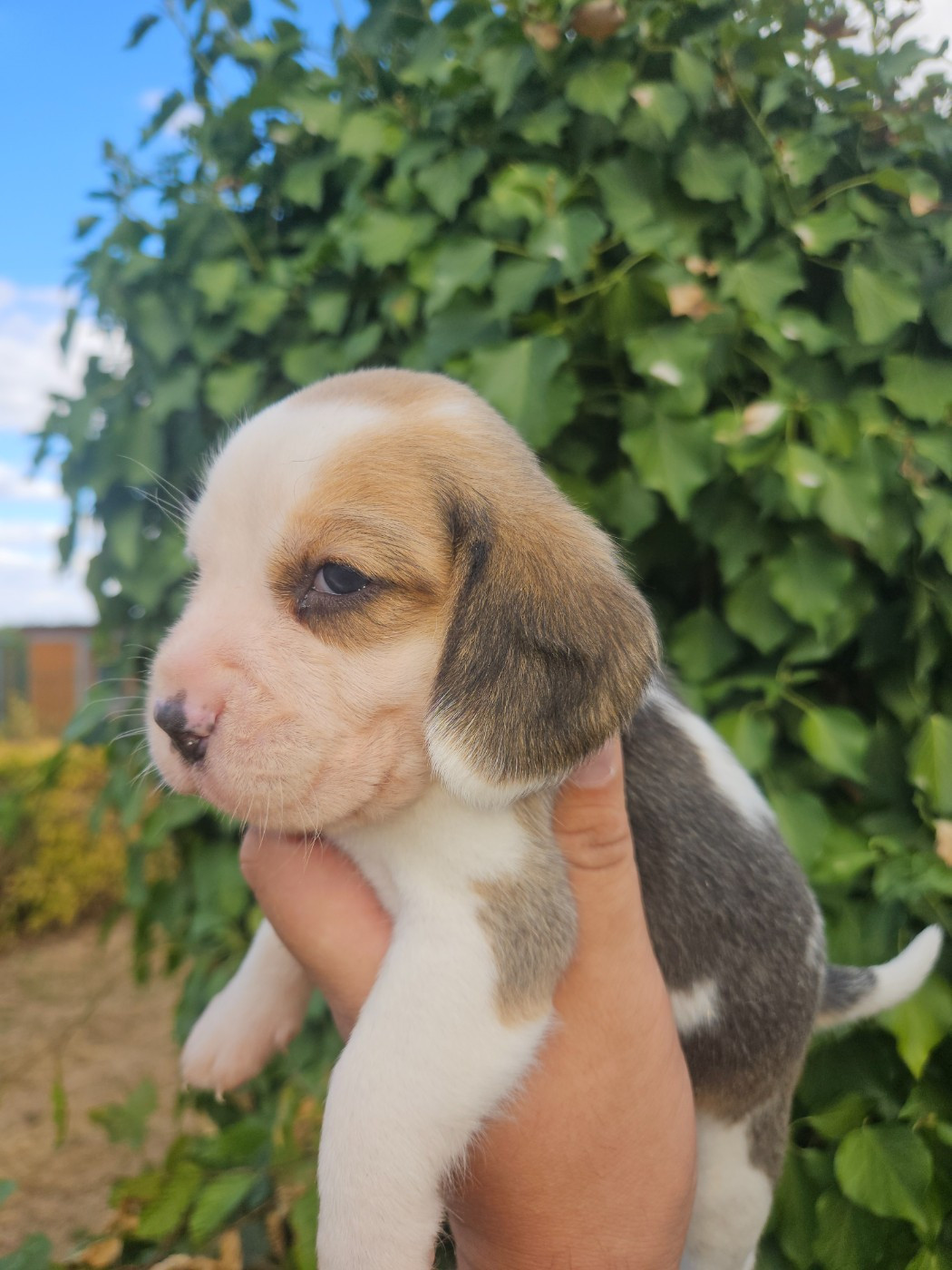 CHIOT 1