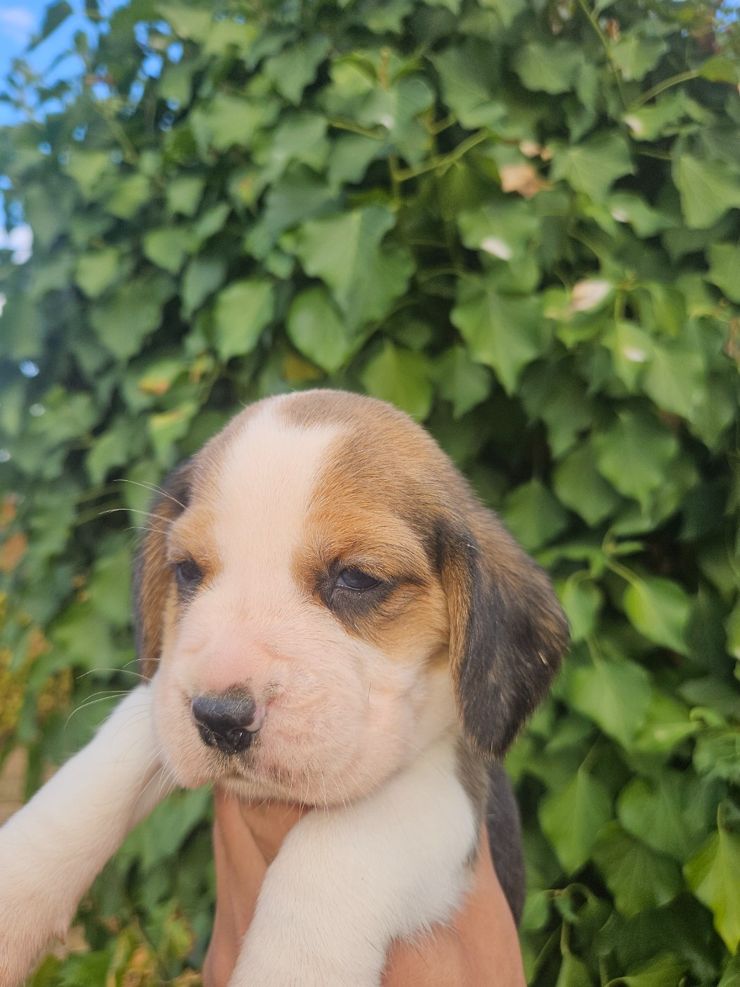 CHIOT 2