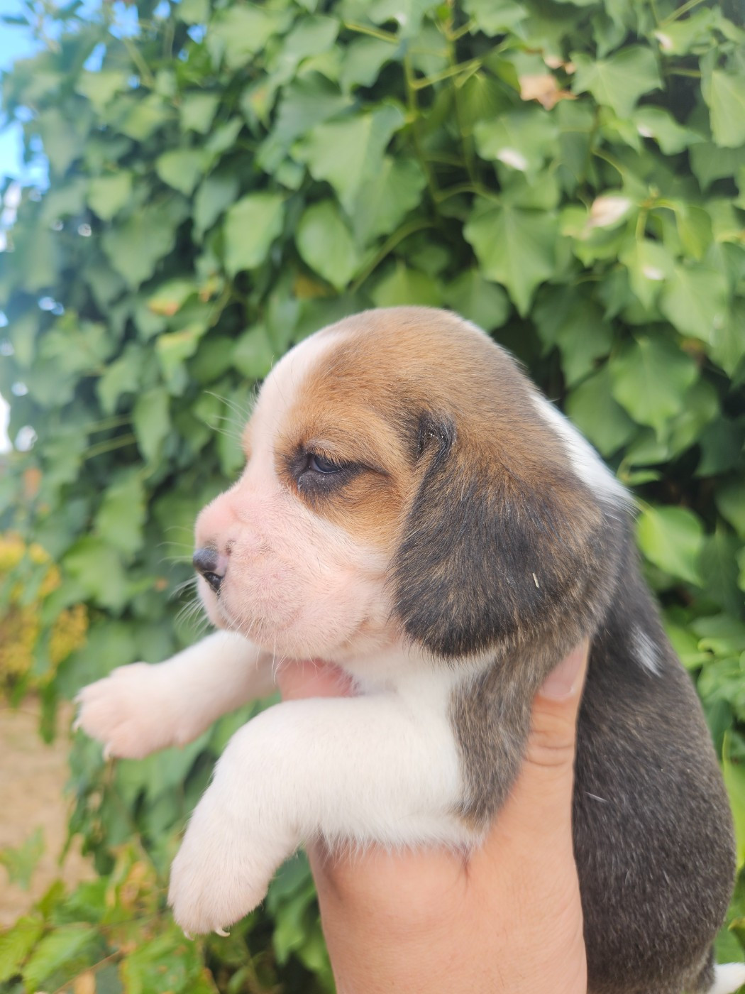 CHIOT 2